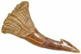 Bargain, Fossil Sawfish (Onchopristis) Rostral Barb - Morocco #366670-1